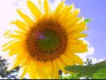 The Sunflower Project
